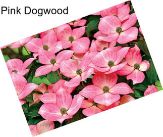 Pink Dogwood