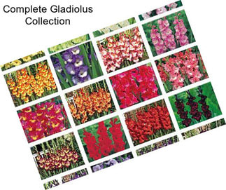 Complete Gladiolus Collection