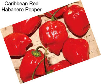 Caribbean Red Habanero Pepper