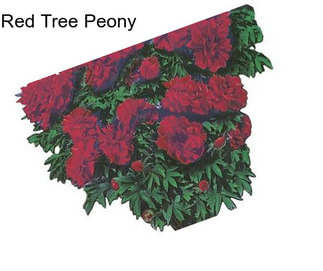 Red Tree Peony