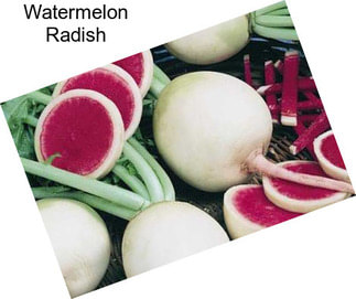 Watermelon Radish