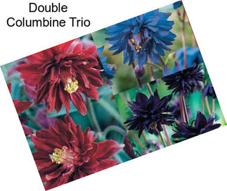 Double Columbine Trio