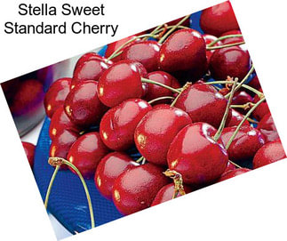 Stella Sweet Standard Cherry