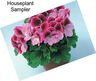 Houseplant Sampler