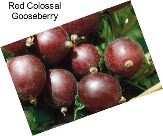 Red Colossal Gooseberry