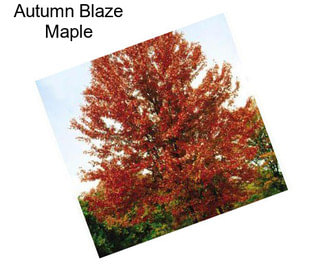 Autumn Blaze Maple