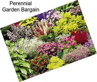 Perennial Garden Bargain