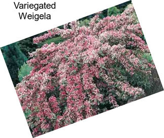 Variegated Weigela