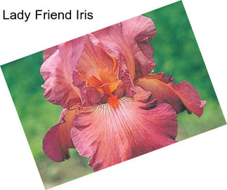 Lady Friend Iris