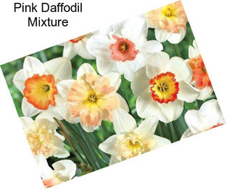 Pink Daffodil Mixture