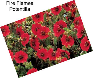 Fire Flames Potentilla