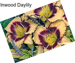 Inwood Daylily