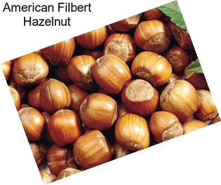 American Filbert Hazelnut