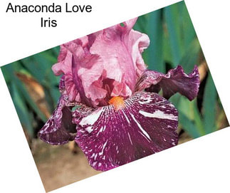 Anaconda Love Iris