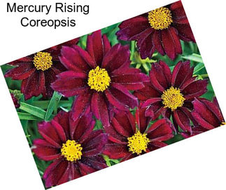 Mercury Rising Coreopsis