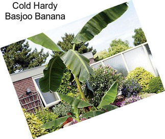 Cold Hardy Basjoo Banana