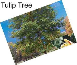 Tulip Tree