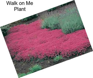 Walk on Me Plant