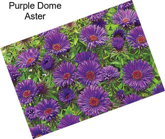 Purple Dome Aster