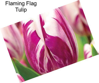 Flaming Flag Tulip