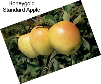 Honeygold Standard Apple