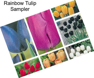 Rainbow Tulip Sampler
