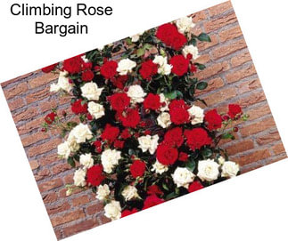 Climbing Rose Bargain