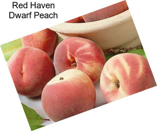 Red Haven Dwarf Peach