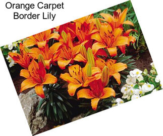Orange Carpet Border Lily