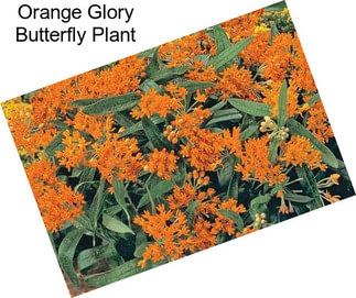 Orange Glory Butterfly Plant