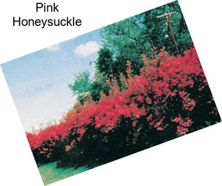 Pink Honeysuckle