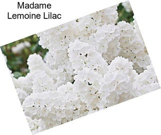 Madame Lemoine Lilac