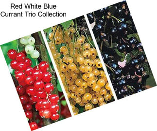Red White Blue Currant Trio Collection
