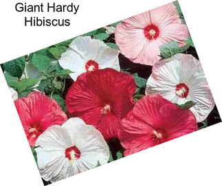 Giant Hardy Hibiscus