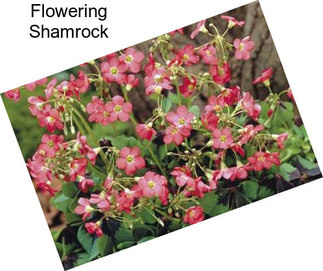 Flowering Shamrock