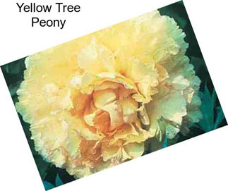 Yellow Tree Peony