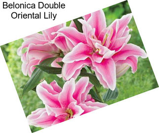 Belonica Double Oriental Lily