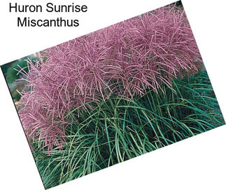 Huron Sunrise Miscanthus