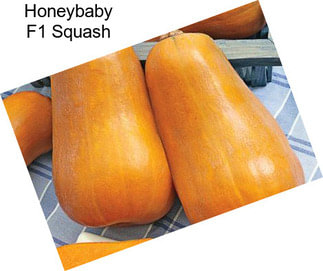 Honeybaby F1 Squash