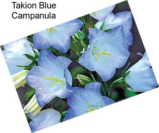 Takion Blue Campanula