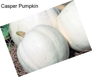 Casper Pumpkin