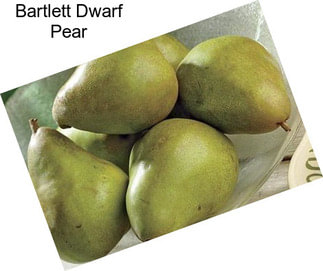 Bartlett Dwarf Pear