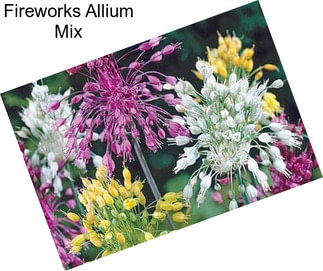 Fireworks Allium Mix