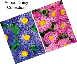Aspen Daisy Collection