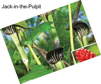 Jack-in-the-Pulpit