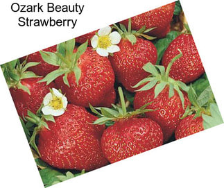 Ozark Beauty Strawberry