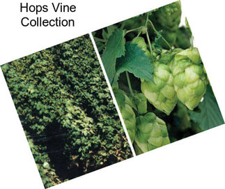Hops Vine Collection