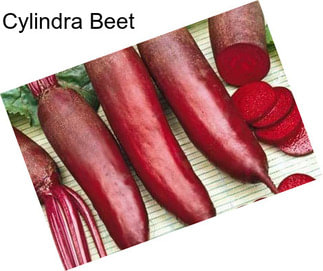 Cylindra Beet