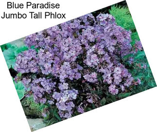 Blue Paradise Jumbo Tall Phlox
