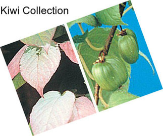 Kiwi Collection